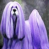 Пятнашки: Необычная собачка (Purple haired dog slide puzzle)