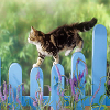 Пятнашки: Котик на заборе (Cat Slide Puzzle)