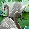 Поиск чисел: Лебеди (Fabulous swans hidden numbers)