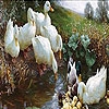 Пазл: Утиная семья (Duck family in the lake puzzle)