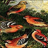 Пазл: Фантастические птицы (Fantastic birds puzzle)