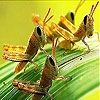 Пятнашки: Кузнечики (Leaf and grasshopper slide puzzle)