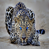 Пятнашки: Леопард (Leopard Slide Puzzle)