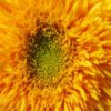 Пятнашки: Подсолнечник (Sunflower Slider)