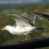 Пазл: Морские птицы (Marine Birds Jigsaw)