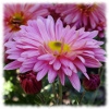 Пазл: Розовые цветы (Jigsaw: Pink flower)