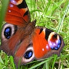 Пазл: Порхающая бабочка (Jigsaw: Flapping Butterfly)