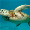 Пазл: Морские черепахи (Sea Turtle Jigsaw)