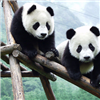 Пазл: Панды (Panda Jigsaw)