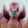 Пятнашки: Утенок (Pink duck slide puzzle)