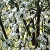 Пазл: Цветы яблочного дерева (Jigsaw: Apple Tree Flowers)
