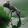 Пазл: Муравей (Black thirsty ant puzzle)