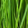 Пятнашки: Газон (Grass Slider)
