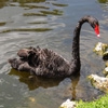 Пазл: Черный лебедь (Jigsaw: Black Swan)