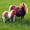 Пазл: Милый пони (Cute Pony)