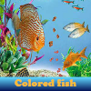Поиск предметов: Цветные рыбки (Colored fish 5 Differences)