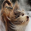 Пазл: Собака и снег (Snow and dog puzzle)