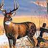 Пазл: Олень (Alone deer puzzle)
