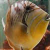 Пятнашки: Аквариумная рыбка (Weird Aquarium fish slide puzzle)