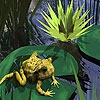 Пазл: Лягушка (Little dizzy frog puzzle)