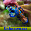 Поиск предметов: Неизвестное море (Unknown sea. Find objects)