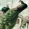Пятнашки: Фантастические павлины (Fantastic peacocks slide puzzle)