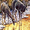 Пазл: Олени на реке (Lovely deers in the river puzzle)