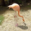 Пазл: Фламинго 2 (Jigsaw: Flamingo 2)