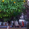 Пазл: Апельсиновое дерево (Orange Tree Jigsaw Puzzle)