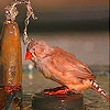 Пятнашки: Птичка купается (Hot and thirsty bird slide puzzle)