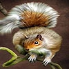 Пазл: Акробат (Acrobat squirrel puzzle)