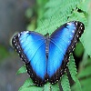 Пазл: Бабочка (Blue Butterfly)