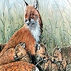 Пазл: Семейство лисички (Fox family in the nature puzzle)