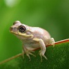 Пазл: Маленькая лягушка (Cute Little Frog)