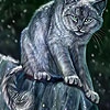 Пятнашки: Темный кот (Dark cat  in the woods slide puzzle)