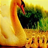 Пазл: Лебединая семья (Lovely swans family  puzzle)