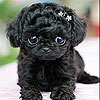 Пятнашки: Черный щенок (Black puppy slide puzzle)