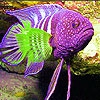 Пятнашки: Пурпурная рыба (Pink spotted fish slide puzzle)