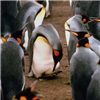 Пазл: Пингвины (Penguin Jigsaw)