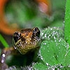 Пазл: Ящерка под дождем (Lizard in the rain forest puzzle)