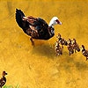 Пятнашки: Утиная семья (Pretty duck family slide puzzle)