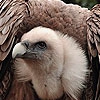Пазл: Орел (Giant vulture puzzle)
