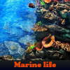 Поиск предметов: Морская жизнь (Marine life. Find objects)