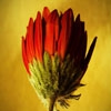Пазл: Дикий цветок (Jigsaw: Deep Red Flower)
