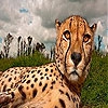 Пятнашки: Гепард (Big head cheetah slide puzzle)