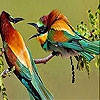 Пятнашки: Потрясающие птицы (Two amazing bird slide puzzle)