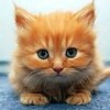 Парные картинки: Котята (Cute Kitten Pairs)