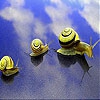 Пазл: Ленивые улитки (Lazy snails slide puzzle)