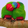 Пятнашки: Две птички (Red lovers slide puzzle)
