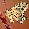 Пятнашки: Бабочка в поле (Butterfly in the field slide puzzle)
